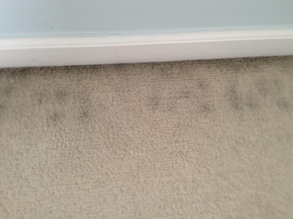 black mold in carpet