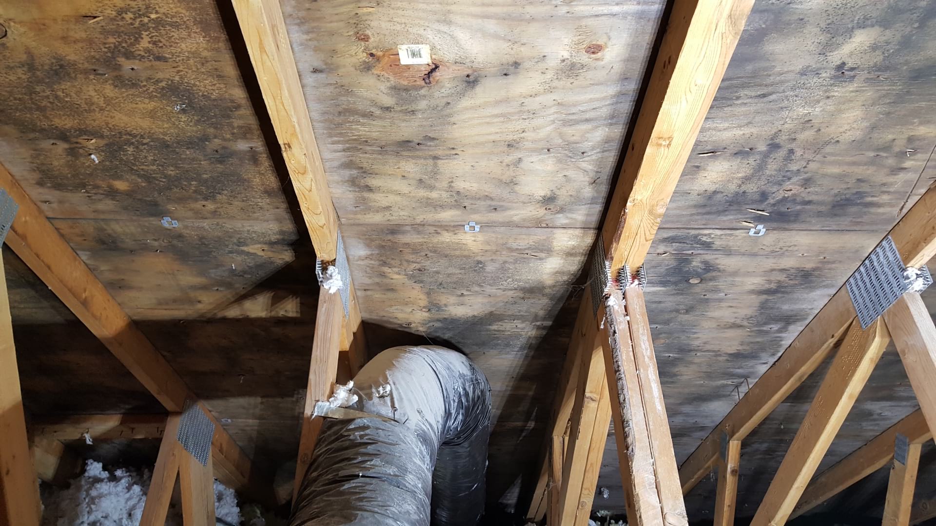 Attic-Before-Imold in attic wind-mitigation